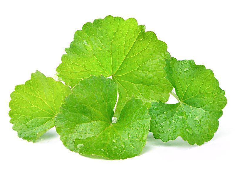 Centella Asiatica