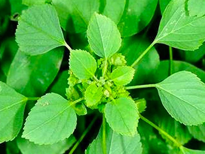 Indian Acalypha