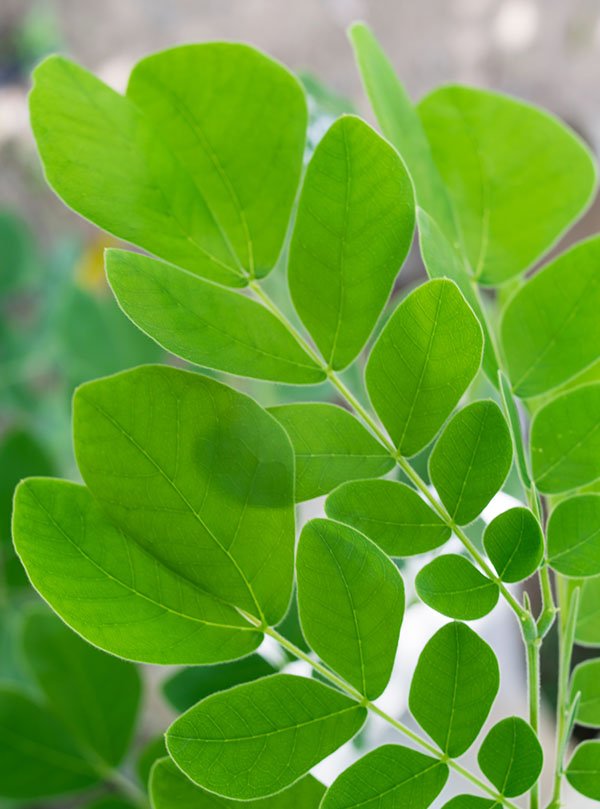 Moringa Leaves